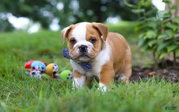 Beabull dogs for sale: Odell - Image 3