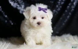 Maltese dogs for sale: Mila - Image 6