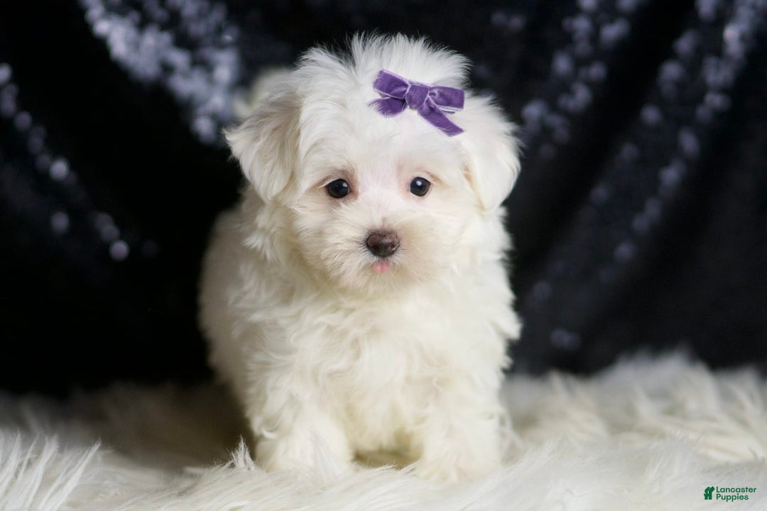 Maltese dogs for sale: Mila - Image 6