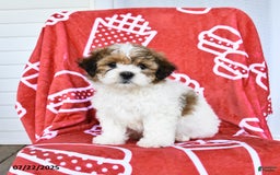 Teddy Bear dogs for sale: Honey - Image 5