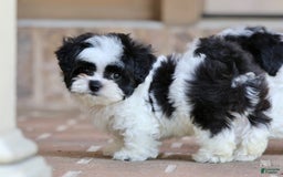 Shihpoo dogs for sale: Bingo - Image 5