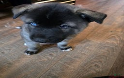 Akita dogs for sale: Puppy - Image 3