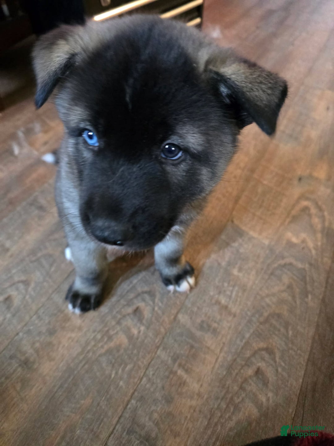 Akita dogs for sale: Puppy - Image 3