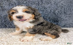 Bernedoodle dogs for sale: Jester - Image 6