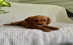 Cavapoo dogs for sale: Moose - Image 5