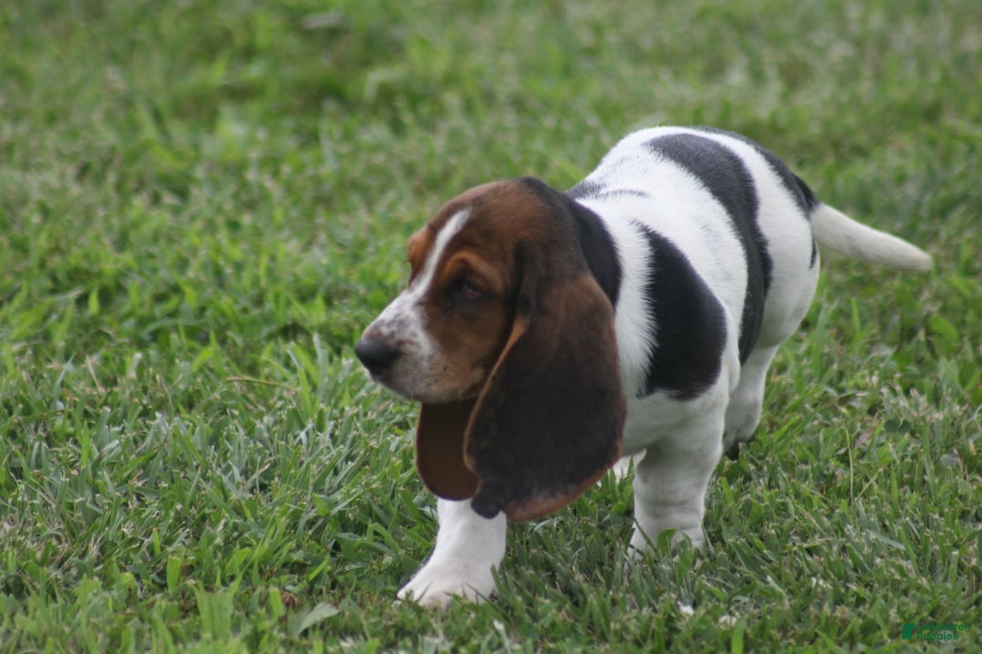 Basset Hound dogs for sale: Ida - Image 7