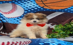 Pomeranian dogs for sale: Keno Genetic Testing - Image 6