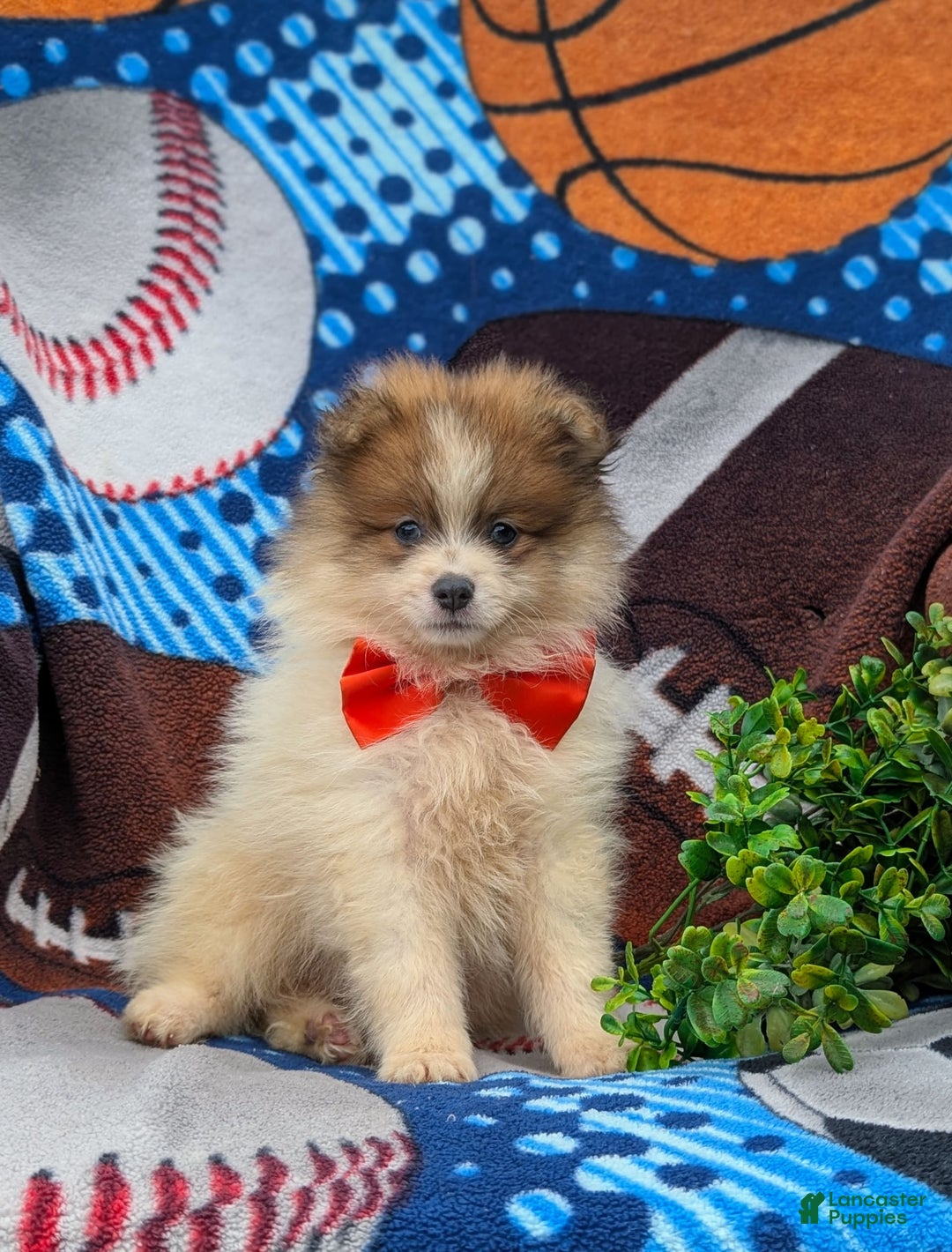 Pomeranian dogs for sale: Keno Genetic Testing - Image 6