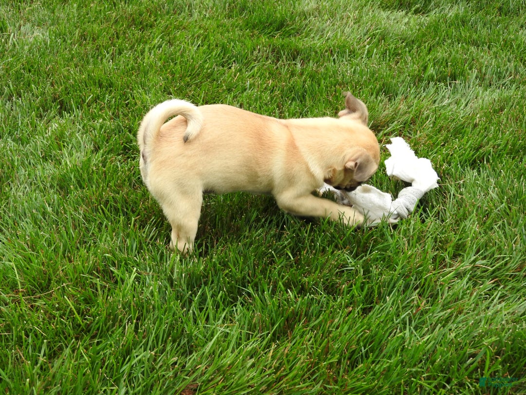 Jug dogs for sale: Jennie - Image 1