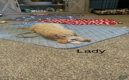 Goldendoodle dogs for sale: Lady - Image 2