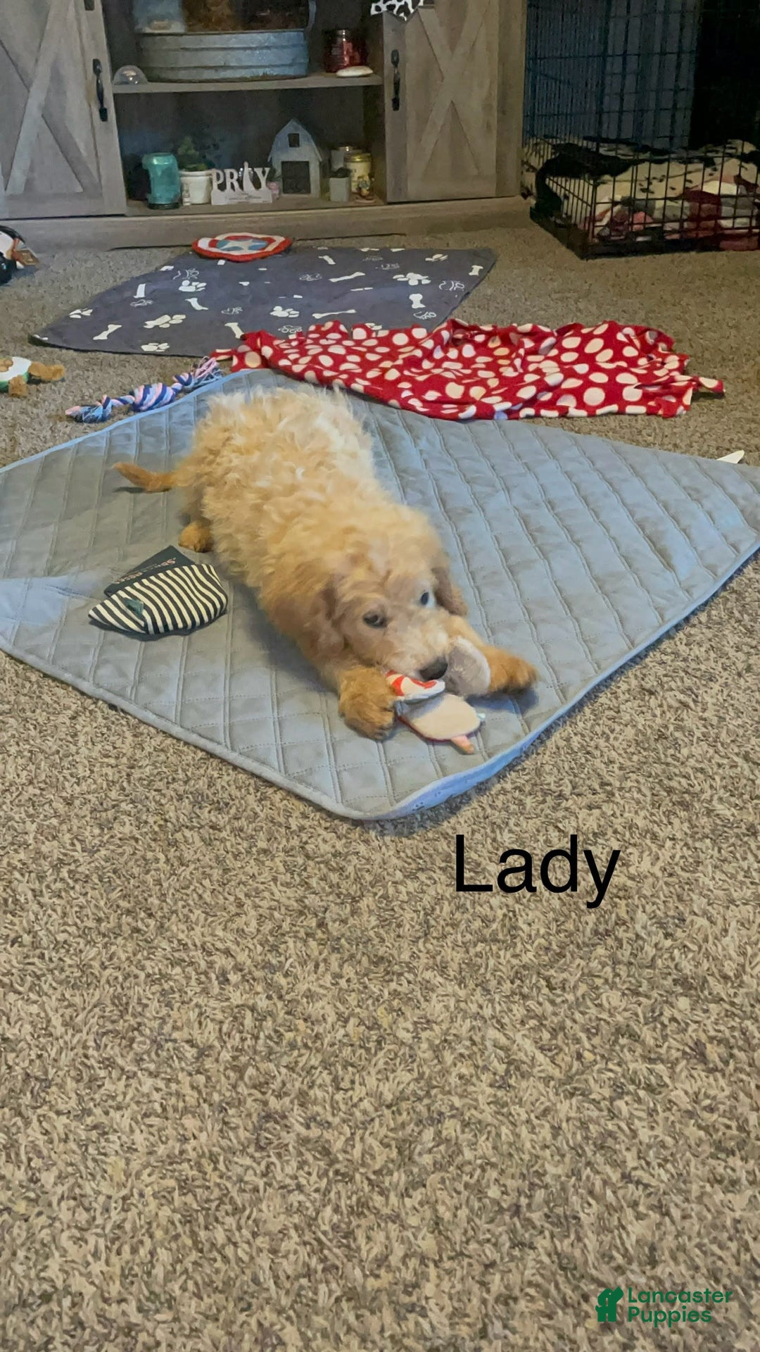 Goldendoodle dogs for sale: Lady - Image 2