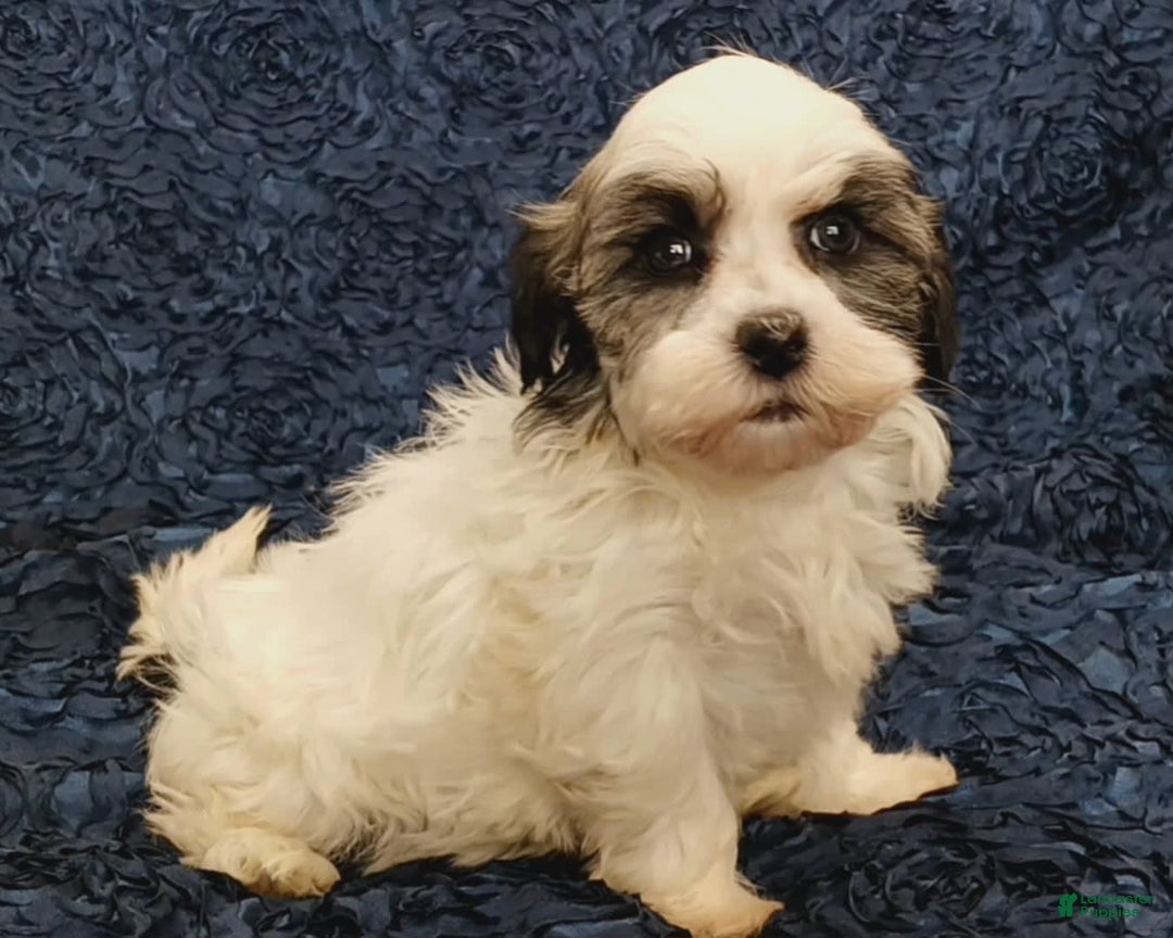 Havanese dogs for sale: Hailey - Image 5