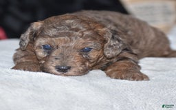 Yorkiepoo dogs for sale: Petunia - Image 15