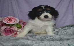 Cavapoo dogs for sale: Joey - Image 1