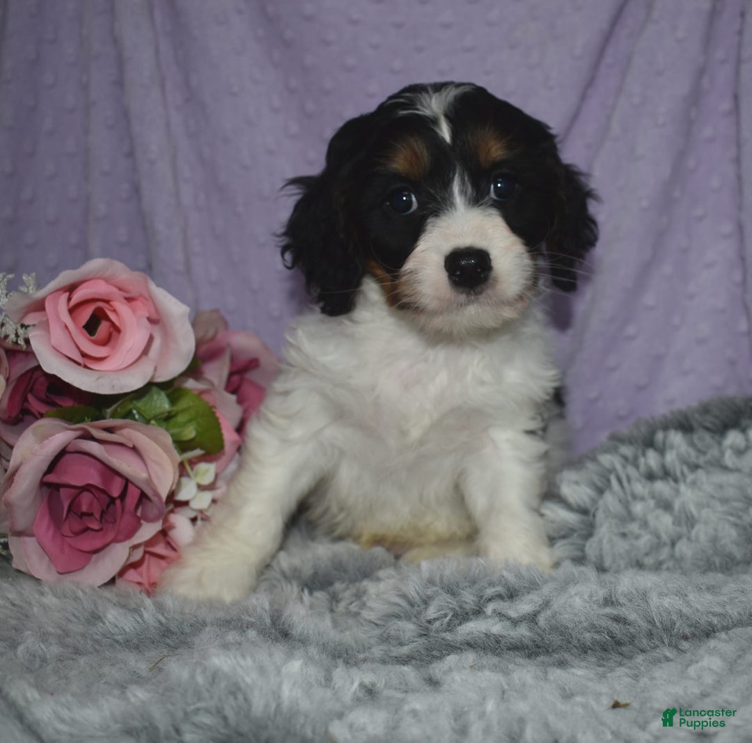 Cavapoo dogs for sale: Joey - Image 1