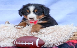 Bernese Mountain Dog dogs for sale: Sweetheart - Image 8