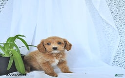 Cavapoo dogs for sale: Rhett - Image 9