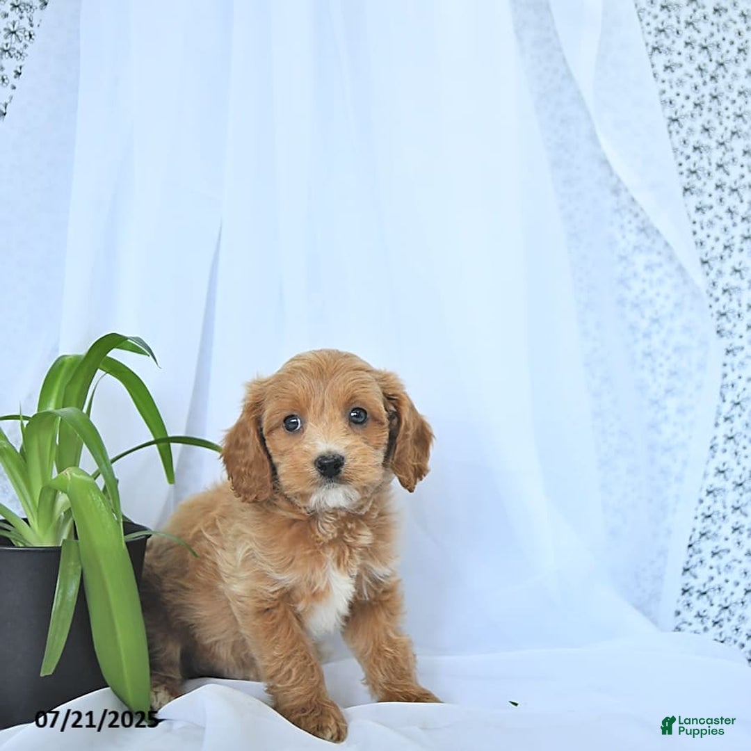 Cavapoo dogs for sale: Rhett - Image 9