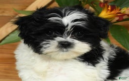 Teddy Bear dogs for sale: Scarlett - Image 6