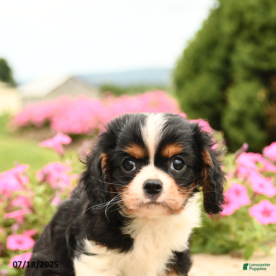 Cavalier King Charles Spaniel dogs for sale: Joey - Image 3