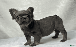 French Bulldog dogs for sale: Sky - Image 3