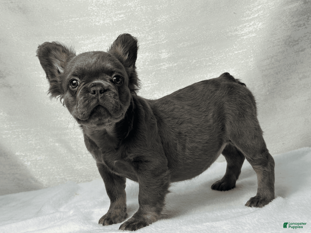 French Bulldog dogs for sale: Sky - Image 3