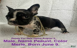 French Bulldog dogs for sale: Peanut - Image 1