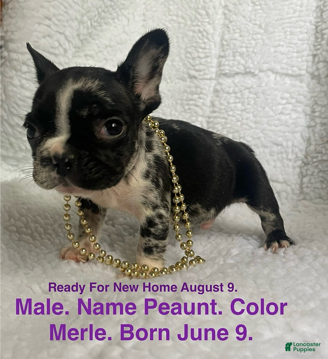 French Bulldog dogs for sale: Peanut - Image 1