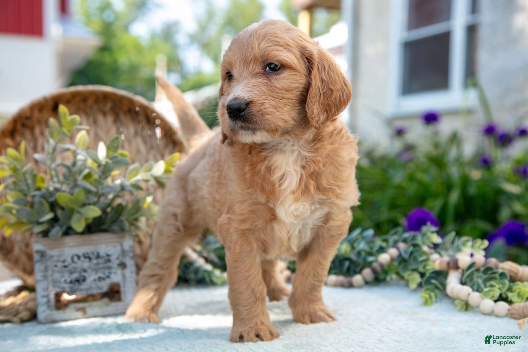 Goldendoodle dogs for sale: Tinker - Image 1