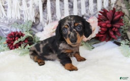 Miniature Dachshund dogs for sale: Gavin - Image 11