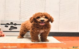 Miniature Poodle dogs for sale: Miniature Poodle 2 puppies - Image 4