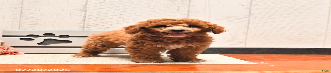 Zeke