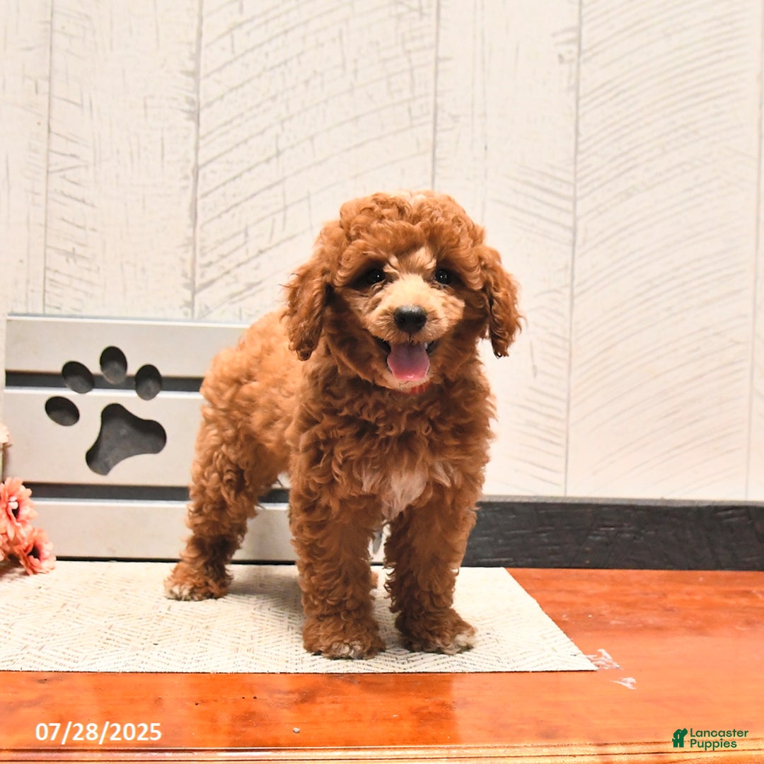 Miniature Poodle dogs for sale: Miniature Poodle 2 puppies - Image 4