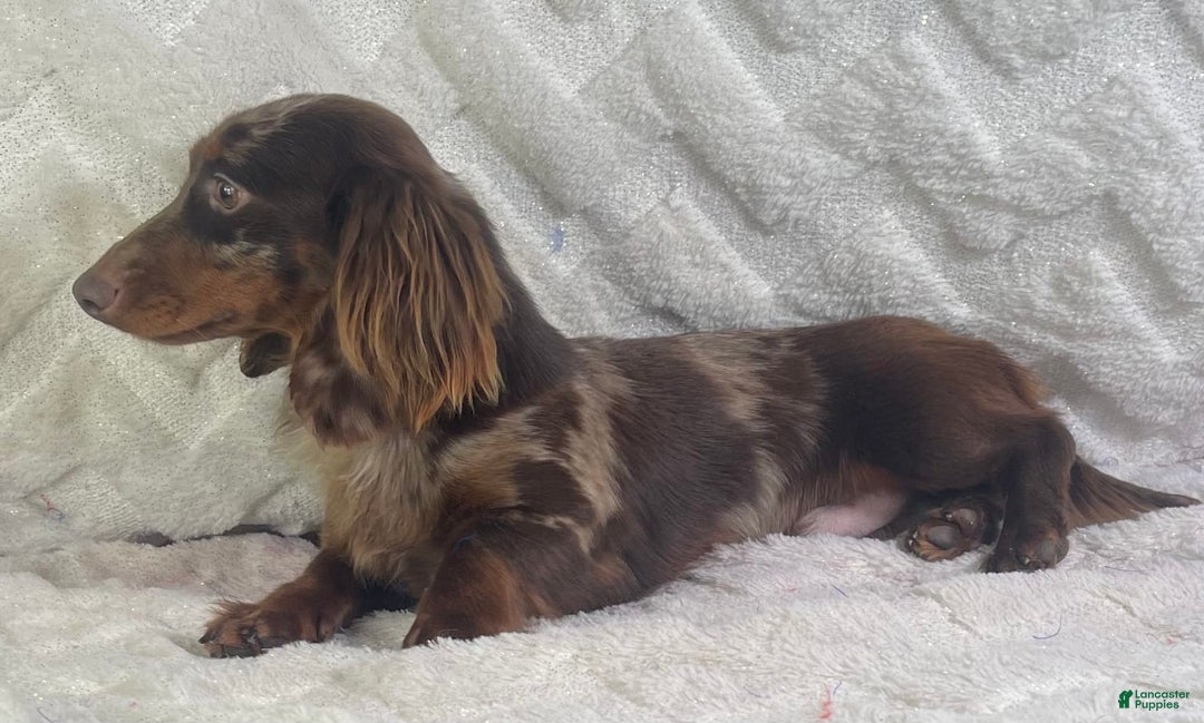 Toy Poodle dogs for sale: Precious Dna Clear - Image 10