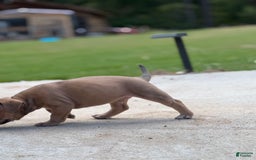 American Bully dogs for sale: Brutus - Image 4