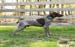 German Shorthaired Pointer dogs for sale: Awesome - Image 7