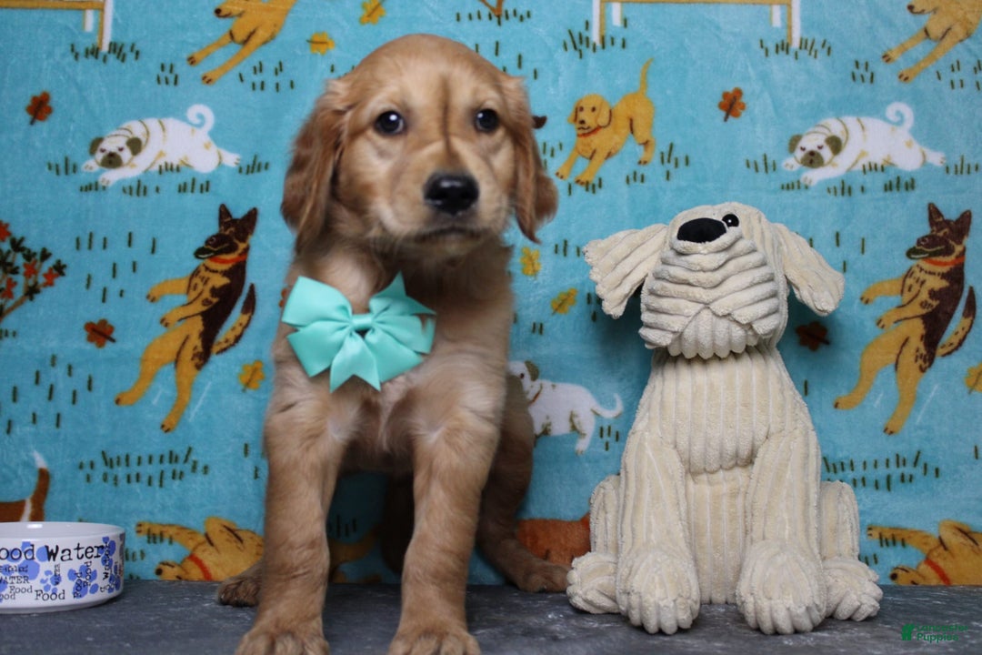 Golden Retriever dogs for sale: Rufus - Image 10