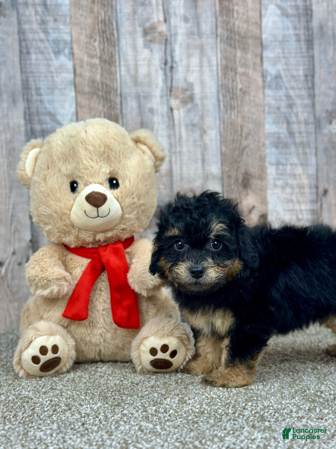 Shihpoo dogs for sale: Olive - Image 2