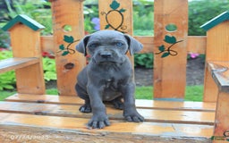 Cane Corso dogs for sale: Kiera - Image 5