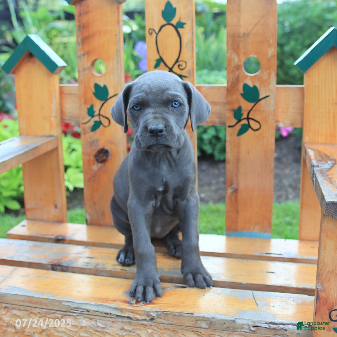 Cane Corso dogs for sale: Kiera - Image 5
