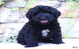 Portuguese Water Dog dogs for sale: Soloman - Image 5
