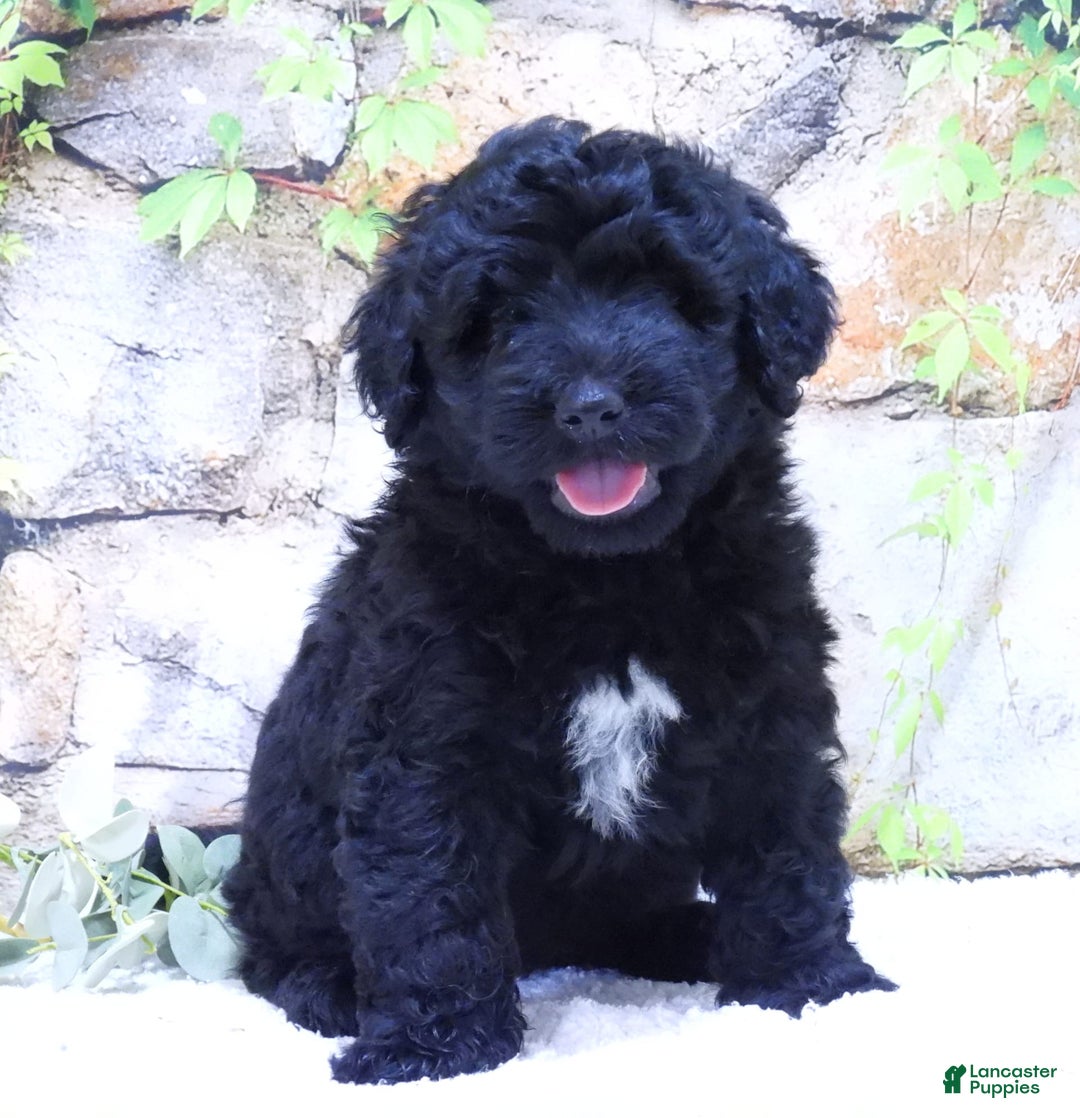 Portuguese Water Dog dogs for sale: Soloman - Image 5