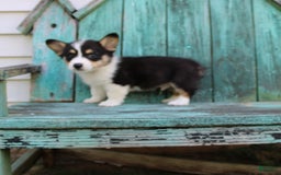 Welsh Corgi Pembroke dogs for sale: Lucky - Image 16