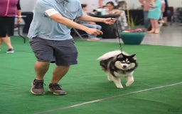 Pomsky dogs for sale: Urban Miracles Cyber - Image 4