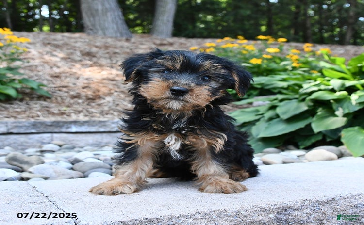 Yorkshire Terrier dogs for sale - Ad 1