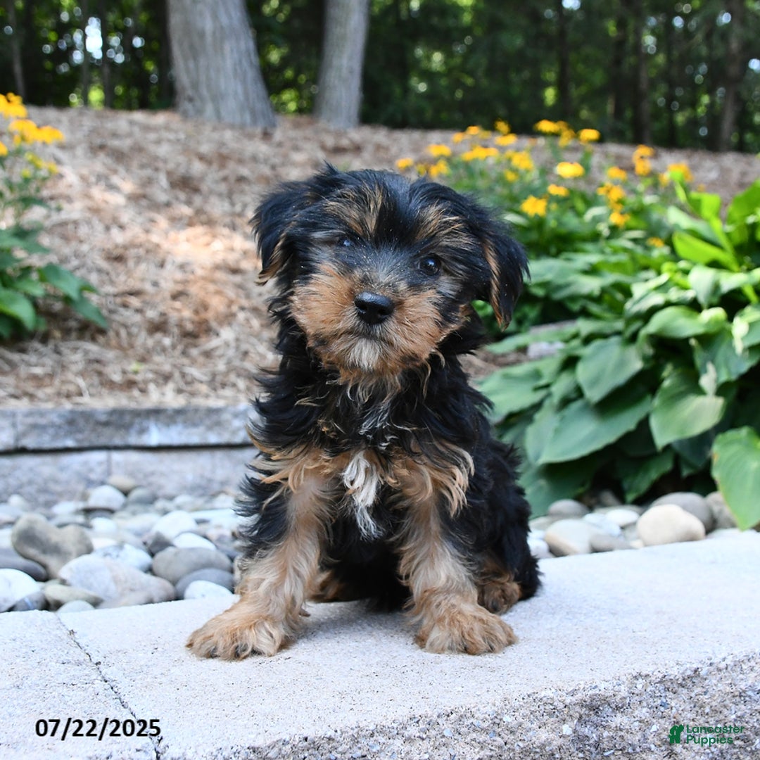 Yorkshire Terrier dogs for sale: Dexter - Image 1