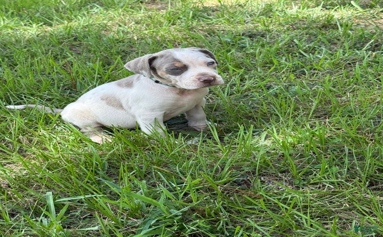 Catahoula Leopard Dog dogs for sale - Ad 1