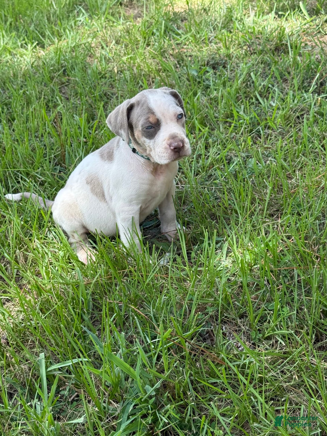 Catahoula Leopard Dog dogs for sale: Lavender - Image 1