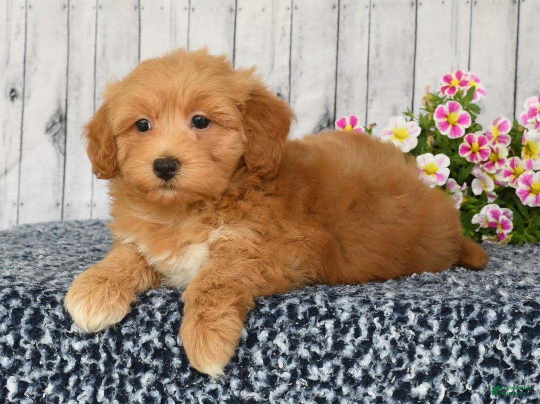 Havapoo dogs for sale: Asher - Image 5