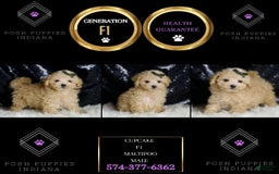 Maltipoo dogs for sale: Cupcake - Image 2